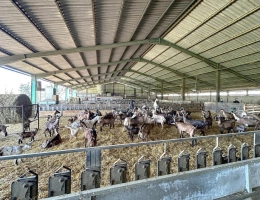 Vignette - Agricultural - Ovins / Caprins