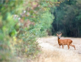 Vignette - Forest - Hunting or leisure property of 37 hectares