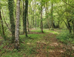 Vignette - Rurale - Etang et bois