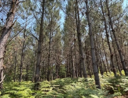 Vignette - Forest - FORÊT MIXTE À FORT POTENTIEL CYNÉGÉTIQUE