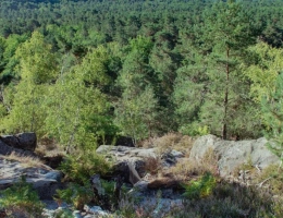 Vignette - Rural - ESSONNE (91)   PROPRIÉTÉ FORESTIÈRE DE 16,63 HA
