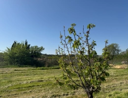 Vignette - Rural - Terrain de loisirs de 2600m² à vendre à COLLIAS (30) - Environnement naturel privilégié