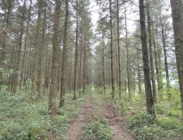 Vignette - Forestière - Forêt de production de Douglas en centre Bretagne