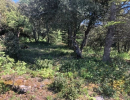 Vignette - Rurale - Terrain à vendre  SIMIANE LA ROTONDE (04)