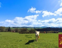Vignette - Équestre - Propriété équestre 6,5 hectares attenants