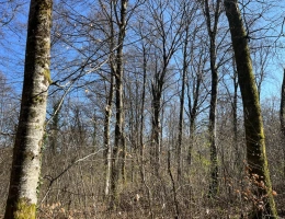 Vignette - Forestière - Groupement Forestier à la vente – patrimoine forestier de 22 ha