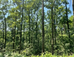 Vignette - Forest - Propriété forestière de chênes, capitalisée en bois moyens et gros bois – 840 m³