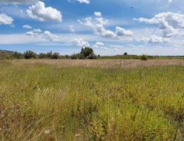 Vignette - Agricole - Terrain de 6 640m2 avec chênes truffiers