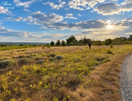 Vignette - Agricole - A VENDRE - Terrain Agricole, 10097m² - CORNEILHAN (34)