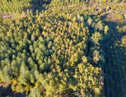 Vignette - Forestière - 8,5 hectares de bois PARLEBOSCQ (40)