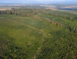 Vignette - Forestière - Forêt à vendre en Meuse (55), massif de Douglas de 63 hectares d’un seul tenant