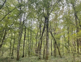 Vignette - Forestière - Forêt à vendre près de Bourbonne-les-Bains (Haute-Marne), futaie feuillue de 23 hectares
