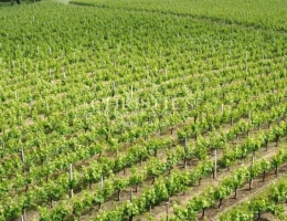 Vignette - Vineyard - For sale charming vineyard property very well maintained and renowned