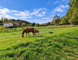 Vignette - Équestre - Propriété MAISON à vendre 8 pièces à EPINAL (88) avec DEPENDANCES sur 6262 m2 de TERRAIN