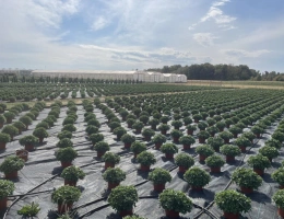 Vignette - Agricole - EXCEPTIONNELLE EXPLOITATION HORTICOLE  LOIRET