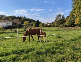 Vignette - Équestre - Propriété MAISON à vendre 8 pièces à EPINAL (88) avec DEPENDANCES sur 6262 m2 de TERRAIN