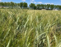 Vignette - Agricole - Dordogne  Opportunité pour investisseur vente de 31Ha 84 a de terres agricoles