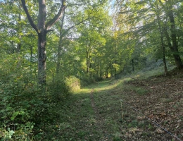 Vignette - Forestière - Splendide terrain de 98 ha ,  30 HA de prairies , 78 HA de bois