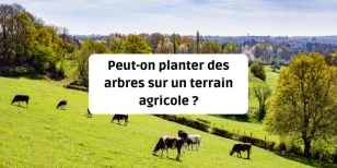 Peut-on planter des arbres sur un terrain agricole ?