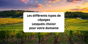 Les différents types de cépages : lesquels choisir pour votre domaine