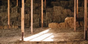 Comment protéger ses dépendances agricoles des rats ?