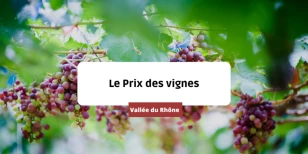 Le prix des vignes en Vallée du Rhône