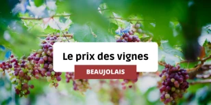 Le prix des vignes en Beaujolais