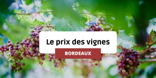 Le Prix des vignes à Bordeaux depuis 1991