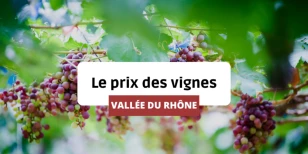 Le prix des vignes en Vallée du Rhône