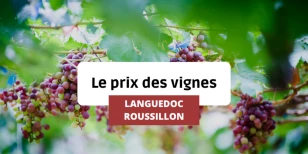 Le prix des vignes en Languedoc-Roussillon depuis 1991