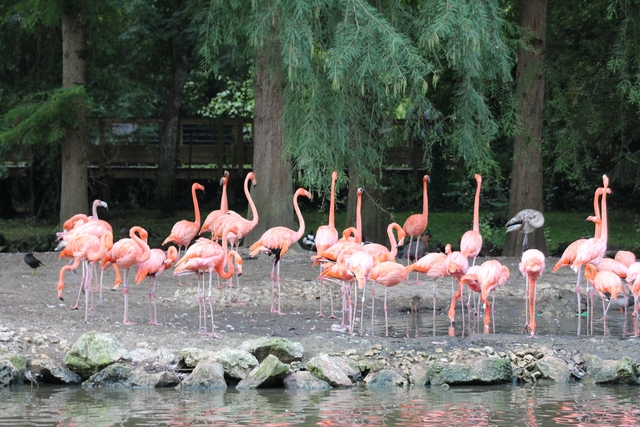 parc zoologique de beauval