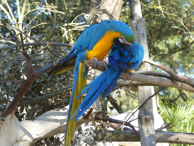 zoo de la palmyre