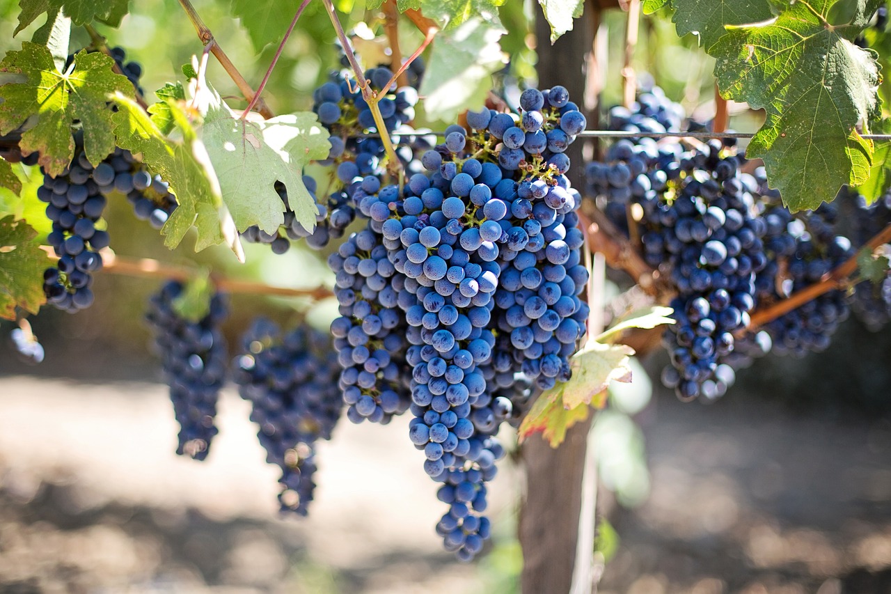grapes raisin champ viticole