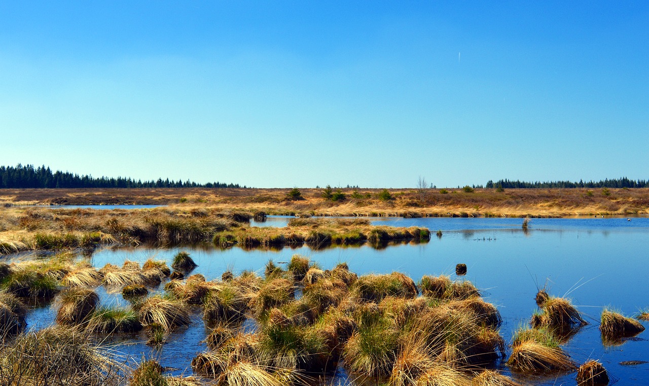 Paysage sauvage avec herbes et eau