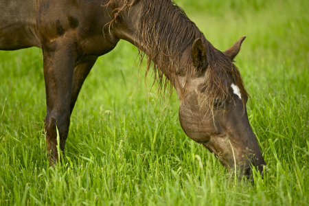 pâture pour les chevaux