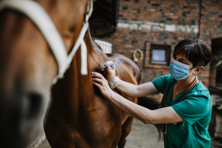 Les soins des chevaux