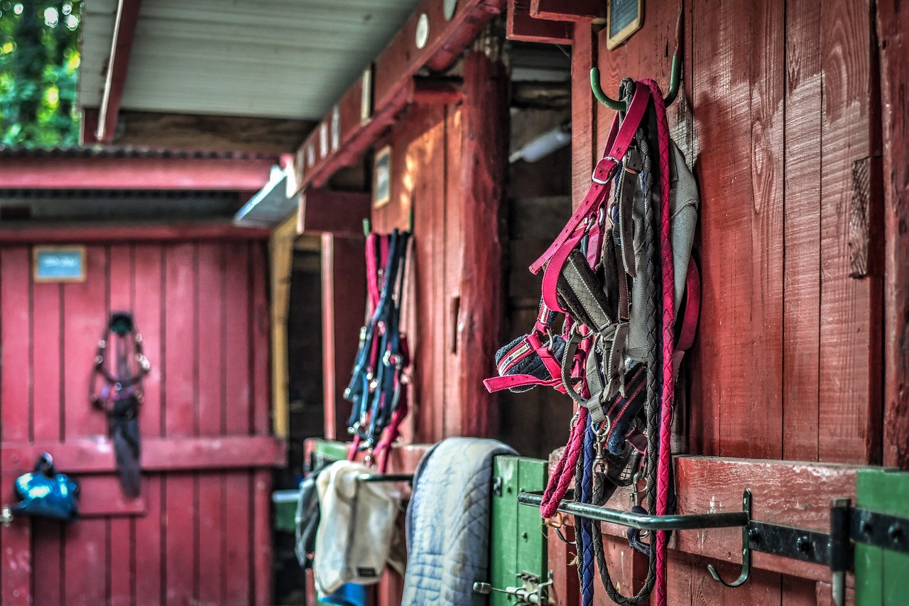 Boxes avec équipements pour chevaux