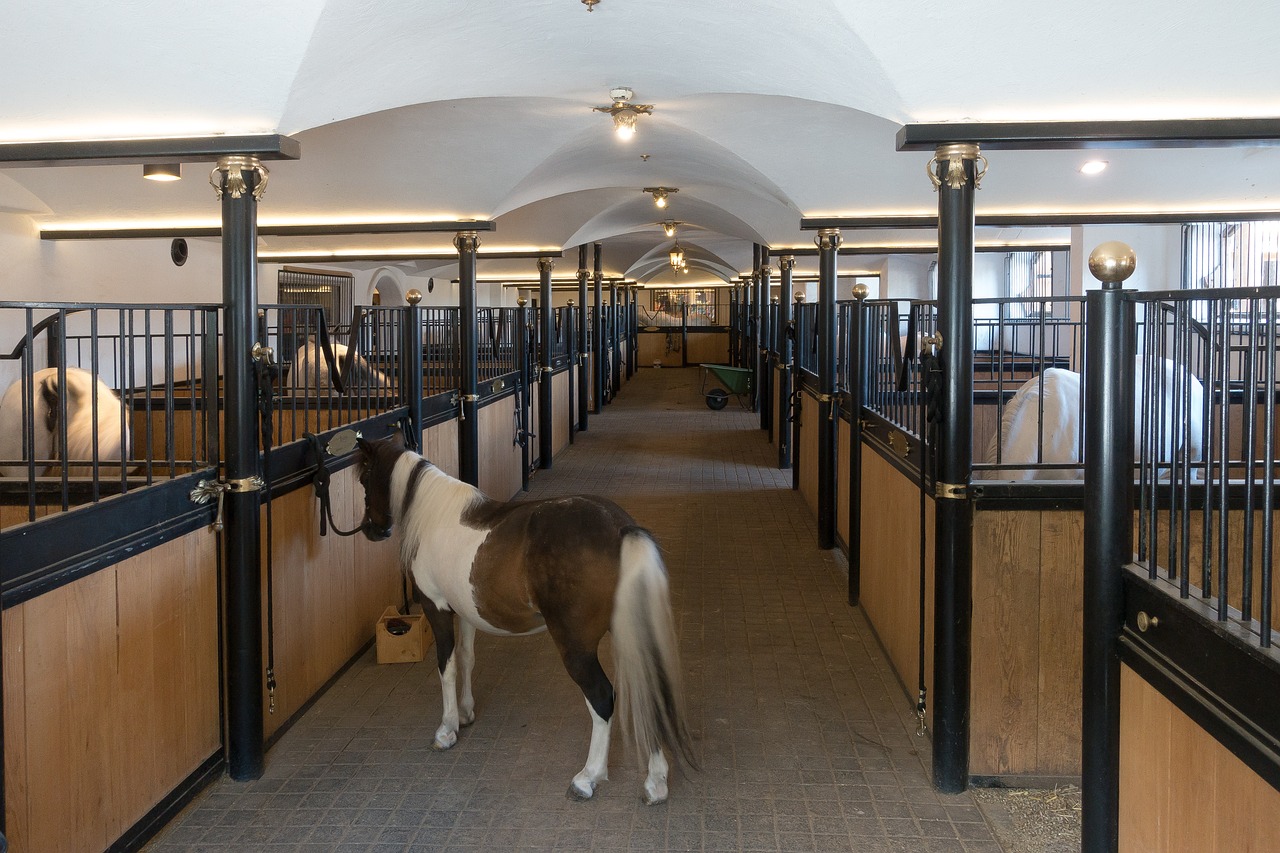 Boxes avec chevaux 