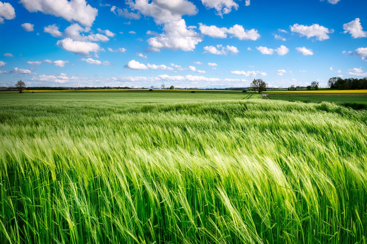 Field of grass