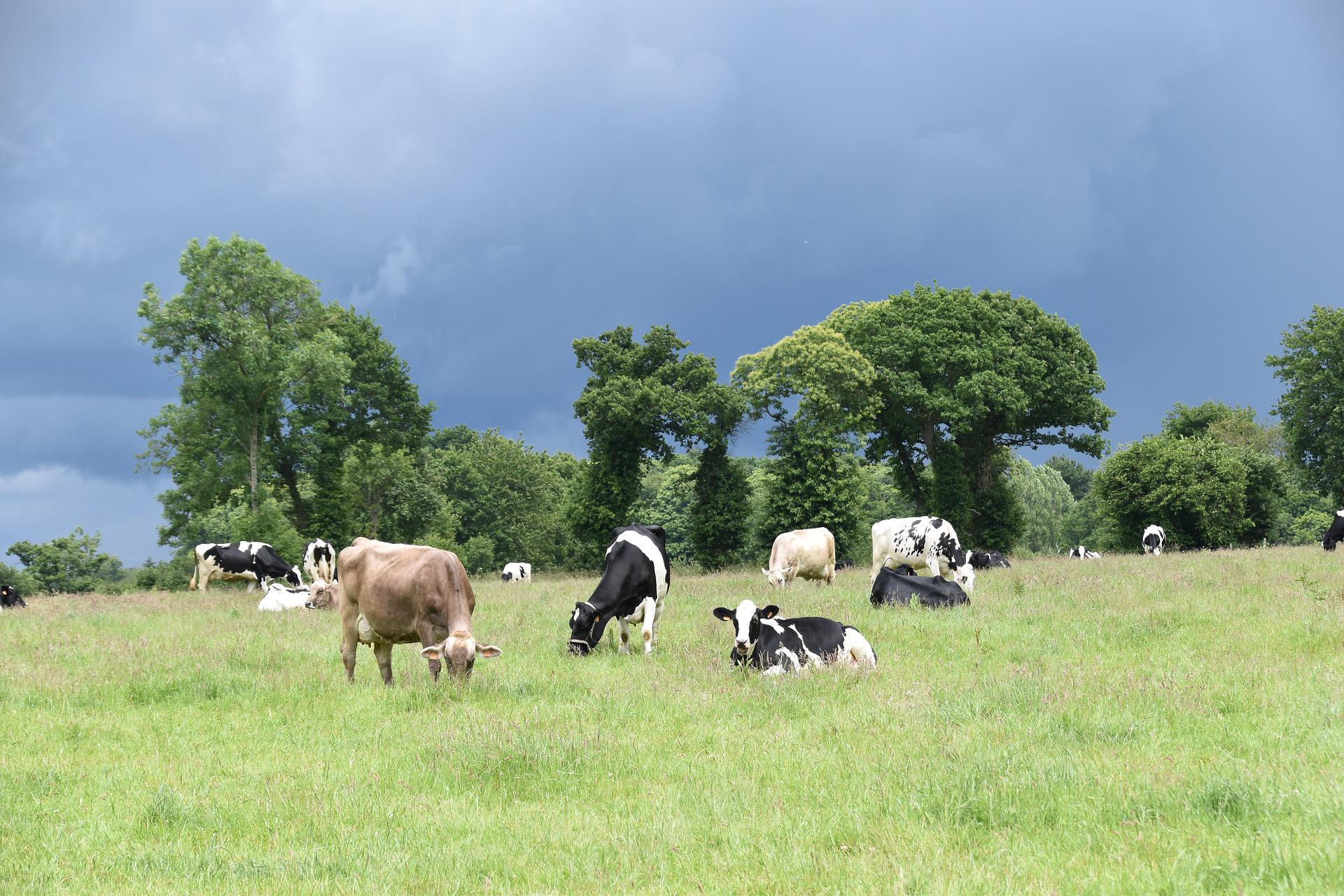 Champs vaches campagne rural