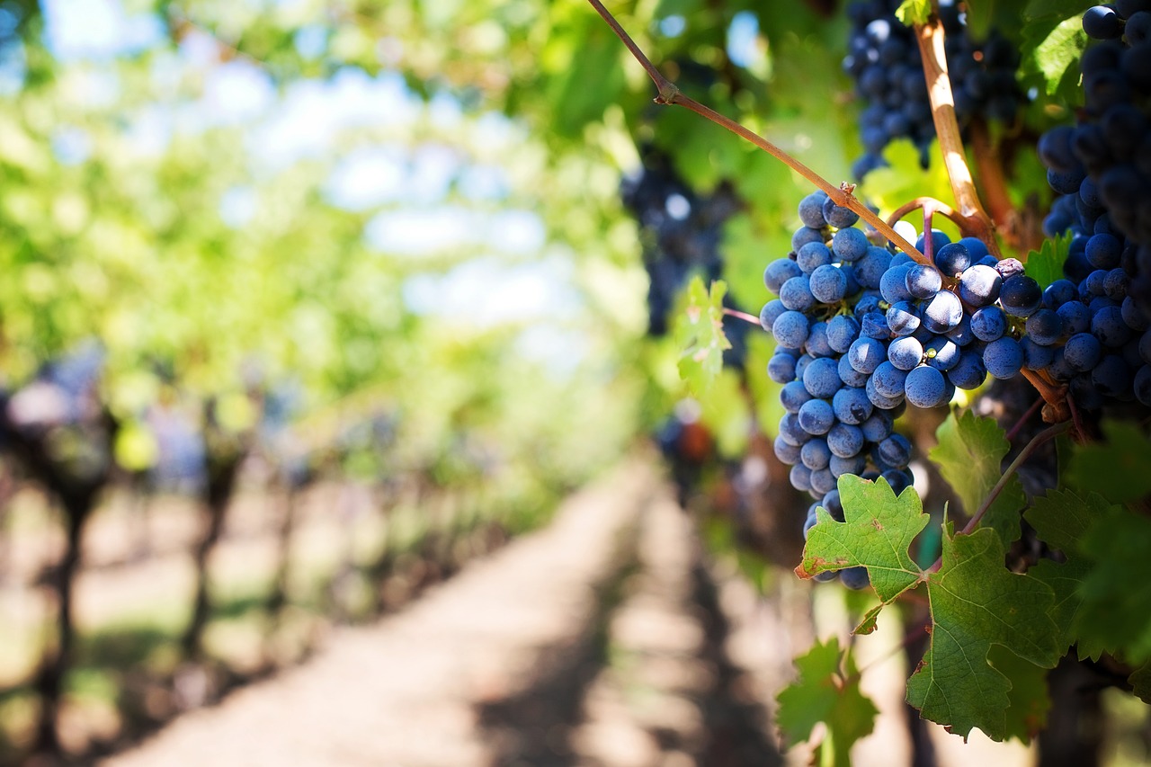 Champ de vignes; grappes de raisin