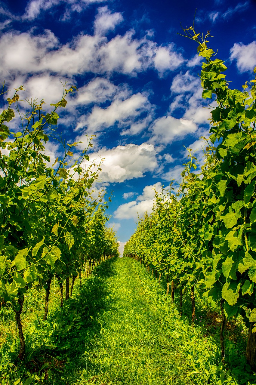 Champ de vignes