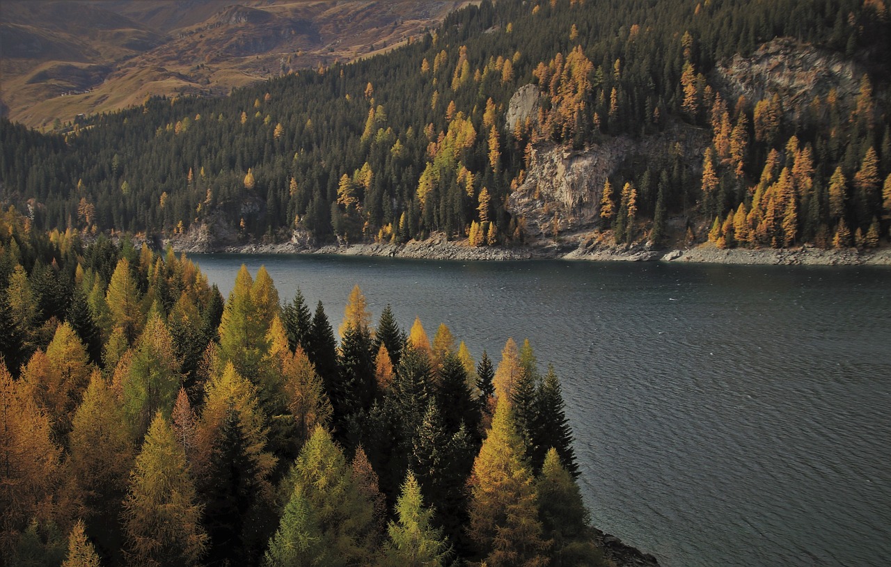 landscape forest