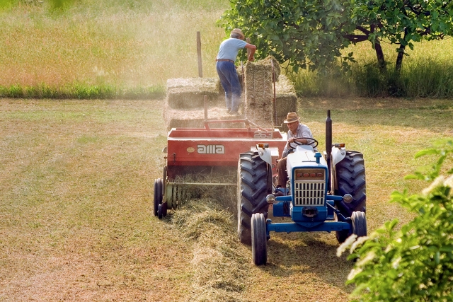 agriculteur champs blé