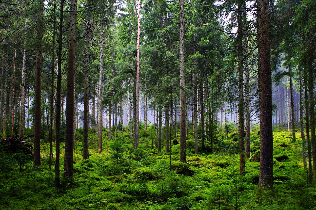 Forêt