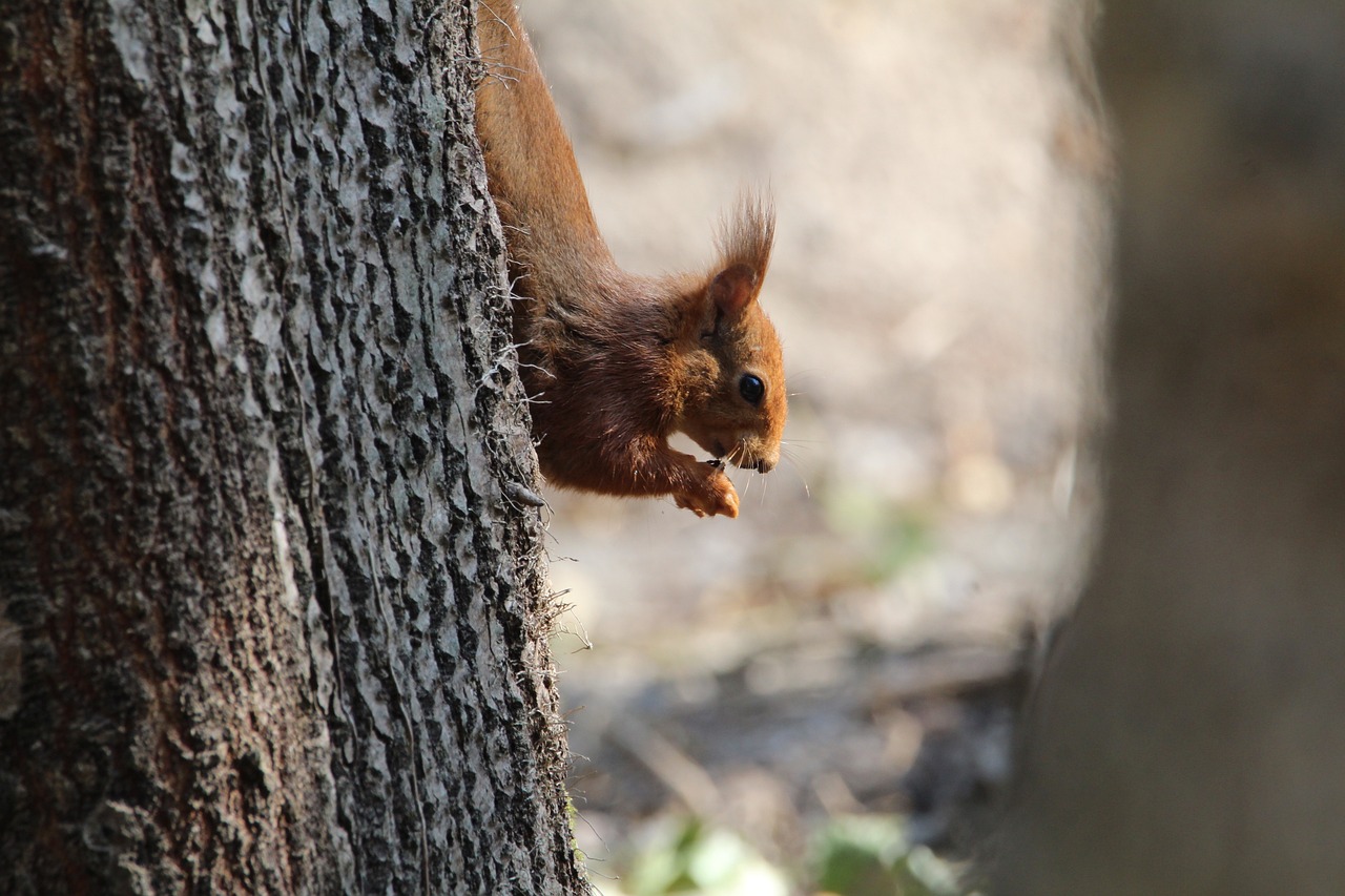 Squirrel along a tree