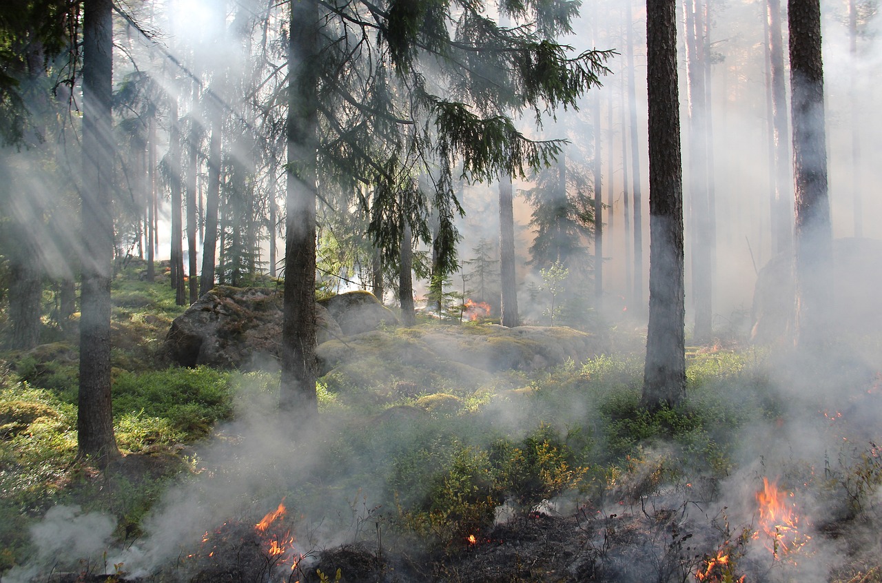 Forêt en feu 