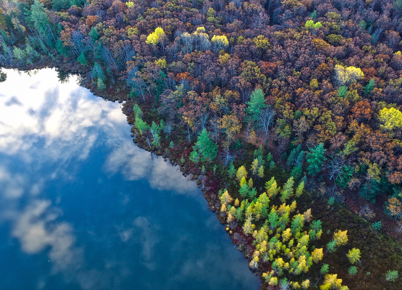 Forest landscape with ocean and clouds