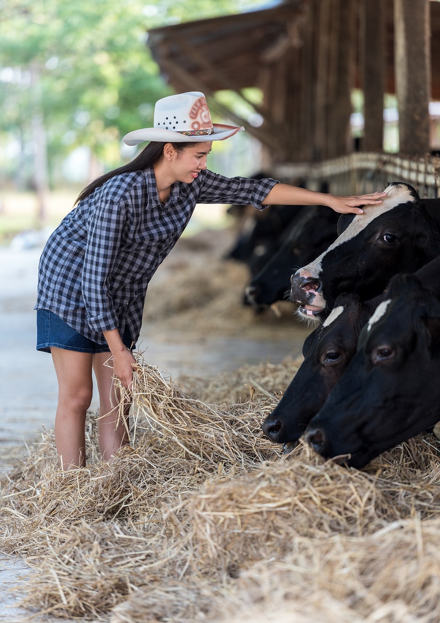 une femme et des vaches 