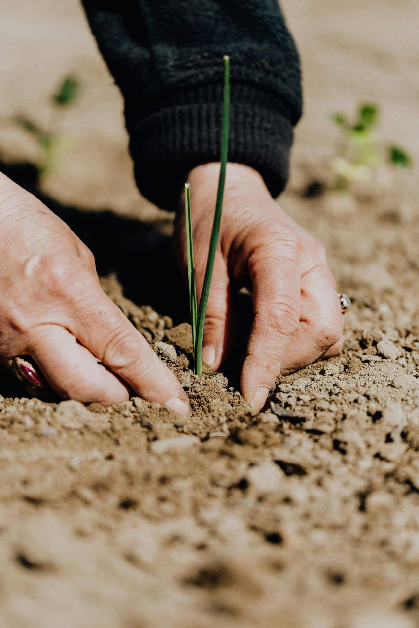 plante dans la terres